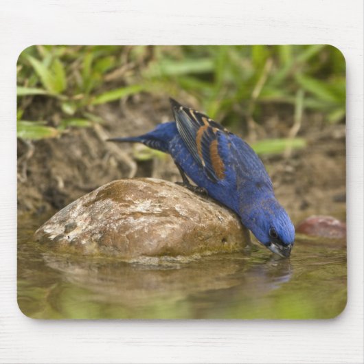 ルリノジコが裏庭の池で水を飲んでいる、 マウスパッド (正面)