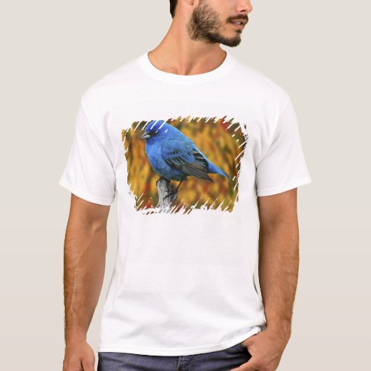 ルリノジコ雄(学名:Passerina cyanea) Tシャツ (正面)