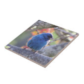 ルリノジコ タイル (側面)