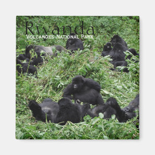 ルワンダの文字の磁石のマウンテン・ゴリラのグループ マグネット
