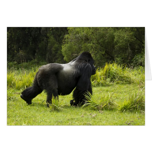 ルワンダ火山国立公園 (正面横)