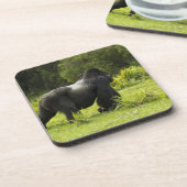 ルワンダ火山国立公園 コースター (左側)