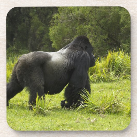 ルワンダ火山国立公園 コースター (正面)