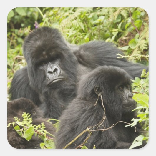ルワンダ火山国立公園 スクエアシール (正面)