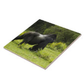 ルワンダ火山国立公園 タイル (側面)