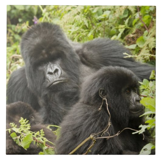 ルワンダ火山国立公園 タイル (正面)