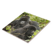 ルワンダ火山国立公園 タイル (側面)