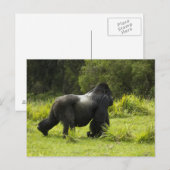 ルワンダ火山国立公園 ポストカード (正面/裏面)