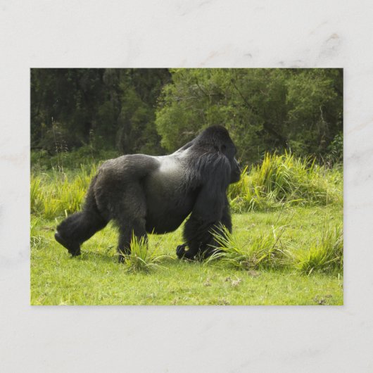 ルワンダ火山国立公園 ポストカード (正面)