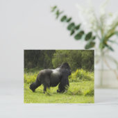 ルワンダ火山国立公園 ポストカード (スタンド正面)