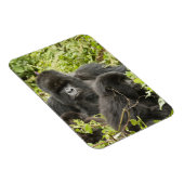 ルワンダ火山国立公園 マグネット (右側)