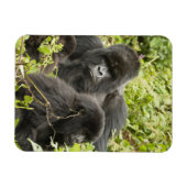 ルワンダ火山国立公園 マグネット (横)