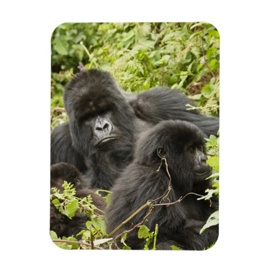 ルワンダ火山国立公園 マグネット (縦)