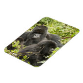 ルワンダ火山国立公園 マグネット (左側)