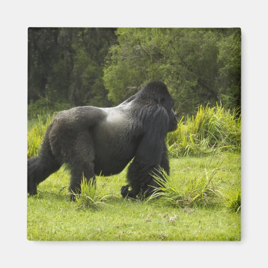 ルワンダ火山国立公園 マグネット (正面)