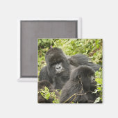 ルワンダ火山国立公園 マグネット (正面/裏面)