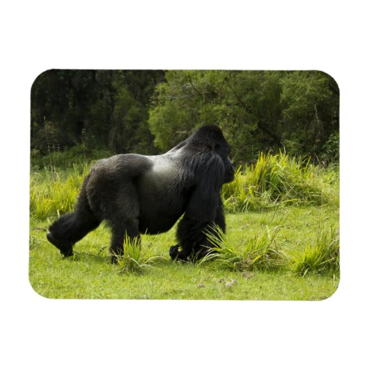 ルワンダ、火山国立公園 マグネット (横)