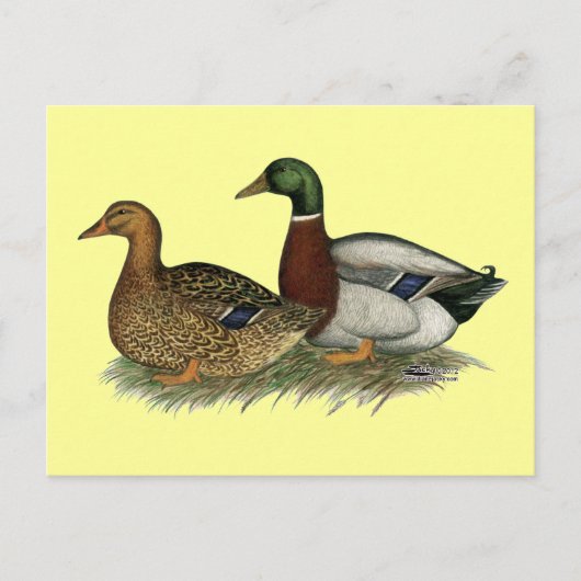 ルーアンダックス ポストカード (正面)