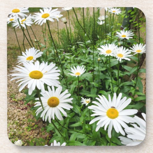 ルーカンセム開花 コースター (正面)