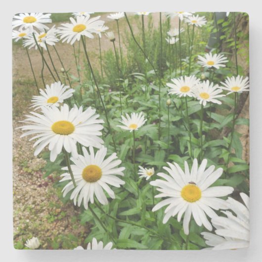 ルーカンセム開花 ストーンコースター (正面)