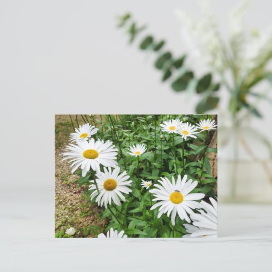 ルーカンセム開花 ポストカード (スタンド正面)