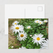 ルーカンセム開花 ポストカード (正面/裏面)