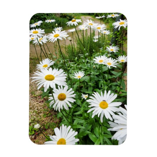 ルーカンセム開花 マグネット (縦)