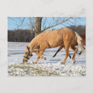 ルーゴスの持ち帰り用はがき ポストカード