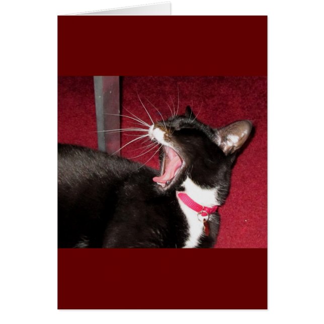 ルーシーの昼寝 (正面)