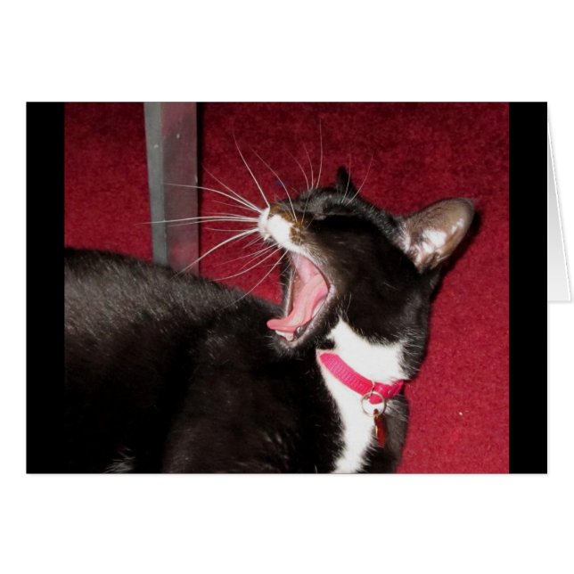 ルーシーの昼寝 (正面横)