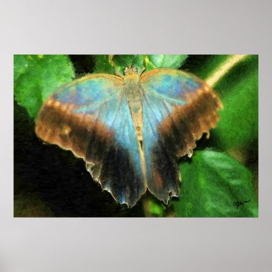 ルーシーの蝶プリント ポスター (正面)
