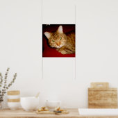 ルーシー子猫ポスター ポスター (キッチン)