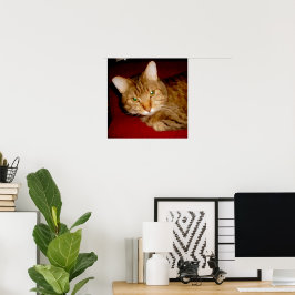 ルーシー子猫ポスター ポスター