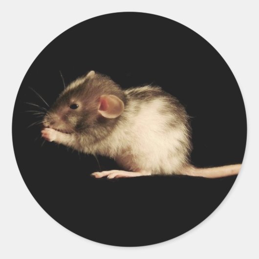 ルーシー ラウンドシール (正面)