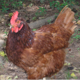 ルーシー – 赤い頭！ タイル