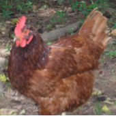 ルーシー – 赤い頭！ タイル