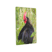 ルースターポートレート メタルプリント (3/4)