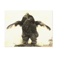 ルースターマン – 