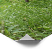 ルースター1 – ポスター (角)