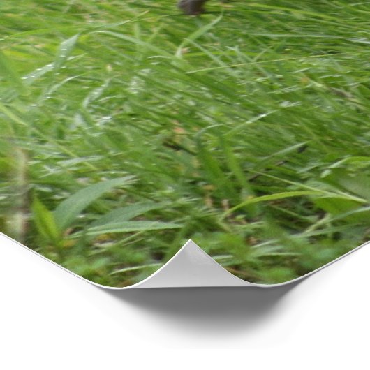 ルースター1 – ポスター (角)