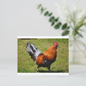 ルースター ポストカード (スタンド正面)