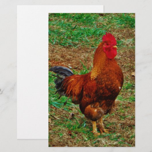 ルースター 便箋 (正面/裏面)