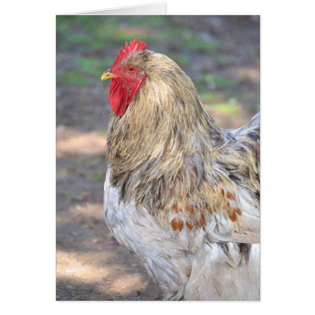 ルーストの王 (正面)