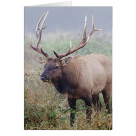 ルーズベルトのオオシカはレッドウッドの国立公園で牧草を食べます