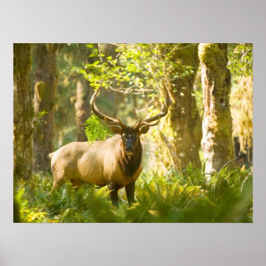 ルーズベルトエルク |ワシントン州オリンピック国立公園 ポスター (正面)