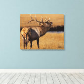 ルーズベルトエールエルクワイオミング キャンバスプリント (インサイチュ (ウッドフロア))