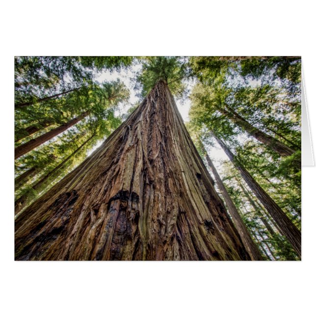 ルーズベルトグローブ (正面横)