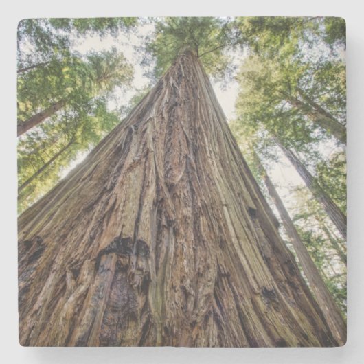 ルーズベルトグローブ ストーンコースター (正面)