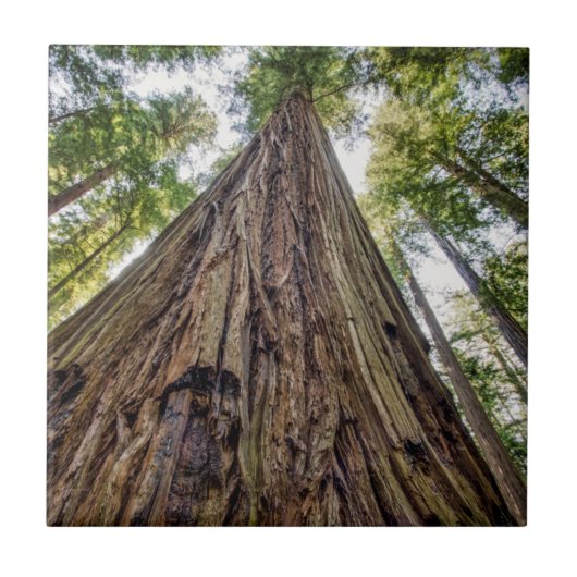 ルーズベルトグローブ タイル (正面)