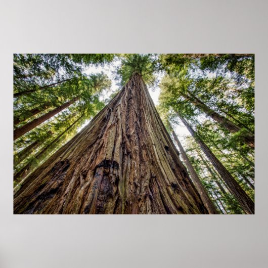 ルーズベルトグローブ ポスター (正面)